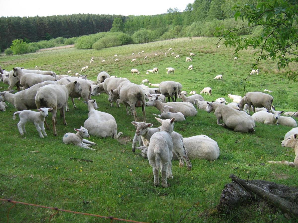 Kleine Auszeit - Natur Und Erholung In Mecklenburg Reimershagen Εξωτερικό φωτογραφία